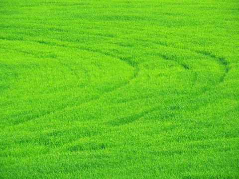 綠野