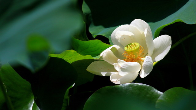白荷花