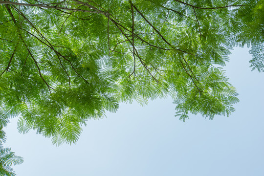樹(shù)蔭