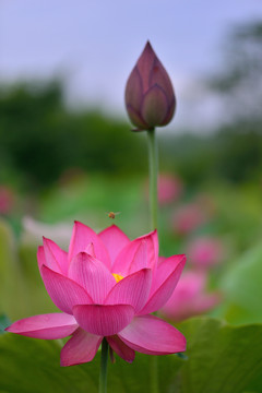 荷花