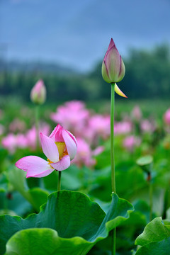 荷花