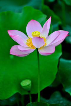 荷花