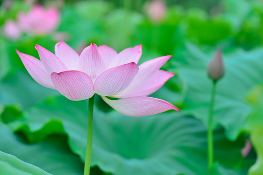 荷花