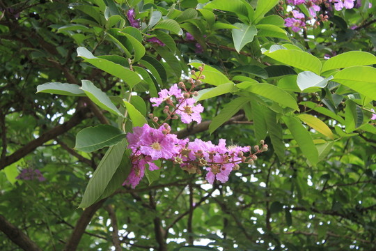紫薇花