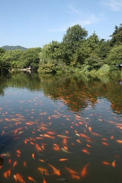 金魚戲水