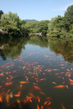 金魚戲水