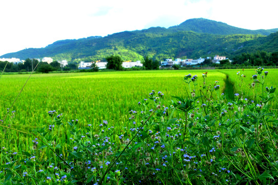 田園風(fēng)光 稻田