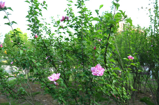 木槿樹 木槿花