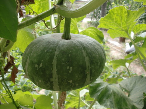 小南瓜  小金瓜