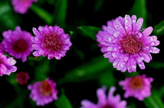 小菊花