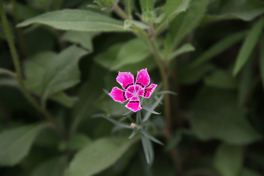 石竹花