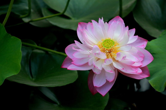荷花