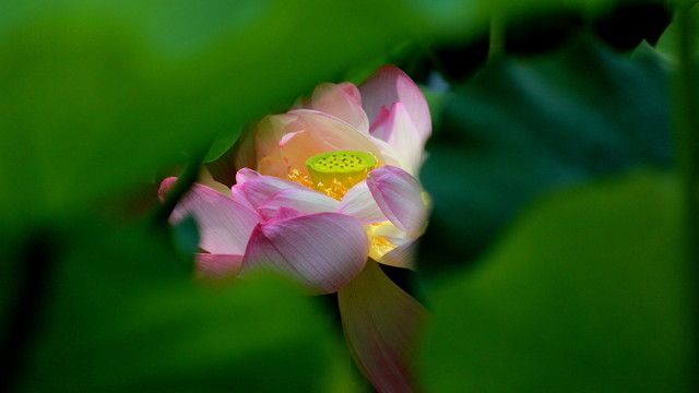 荷花