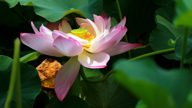 荷花