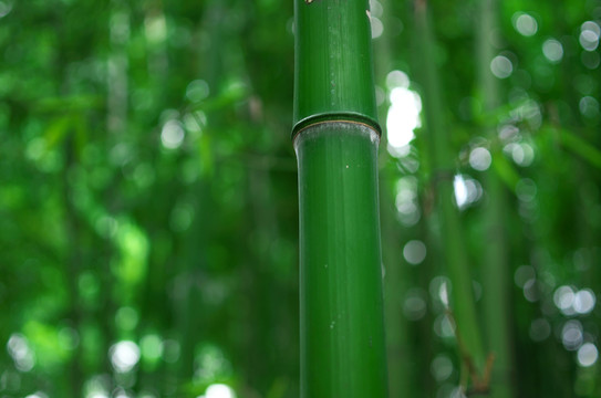 竹