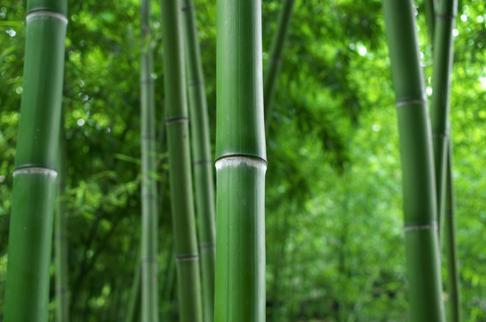 竹子
