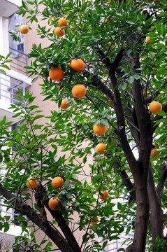 柚子樹