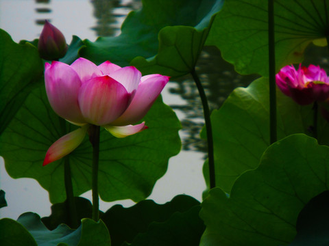 蓮花