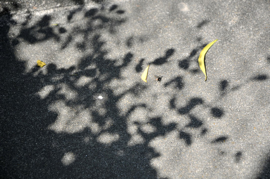詩(shī)意陽(yáng)光