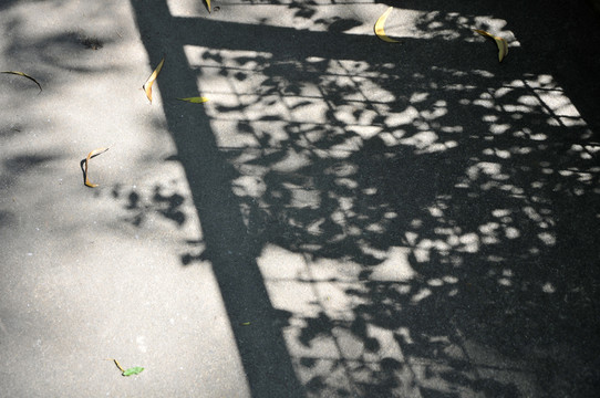 詩(shī)意陽(yáng)光