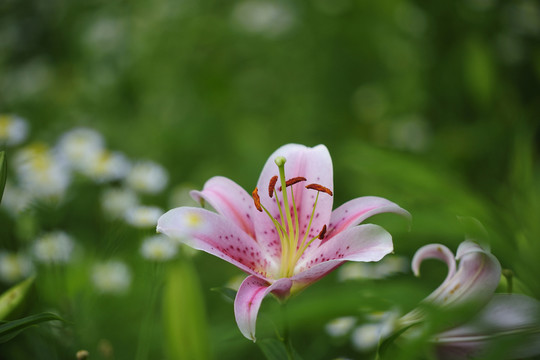 百合