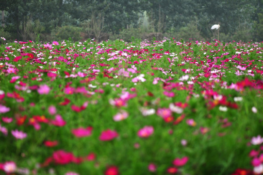 花草素材