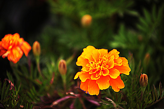 孔雀草