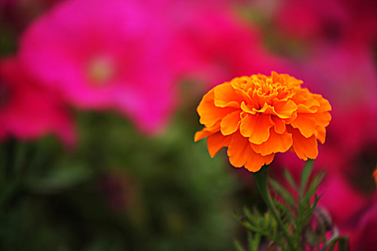 萬壽菊