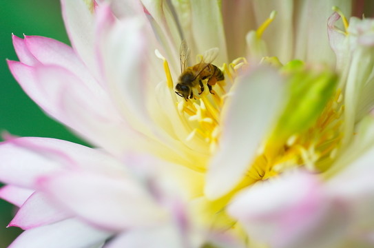 蜜蜂