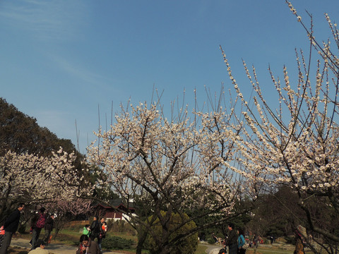 櫻花