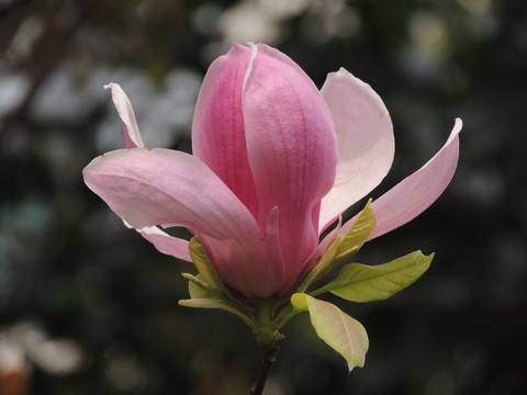 廣玉蘭