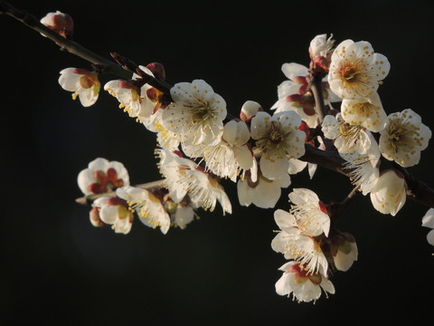 梅花