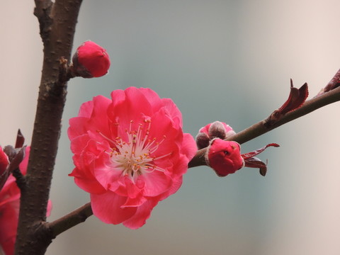 櫻花
