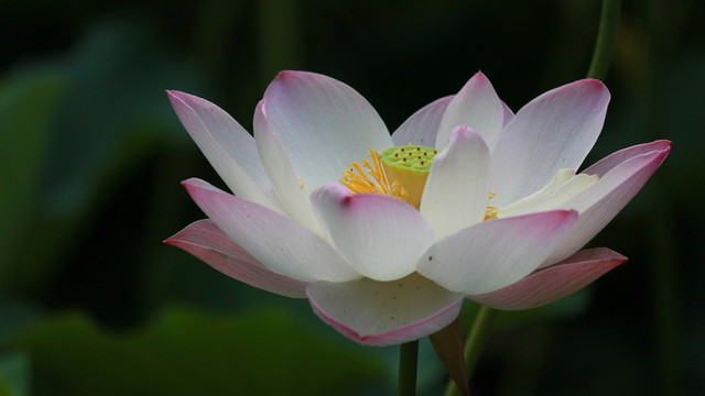 荷花