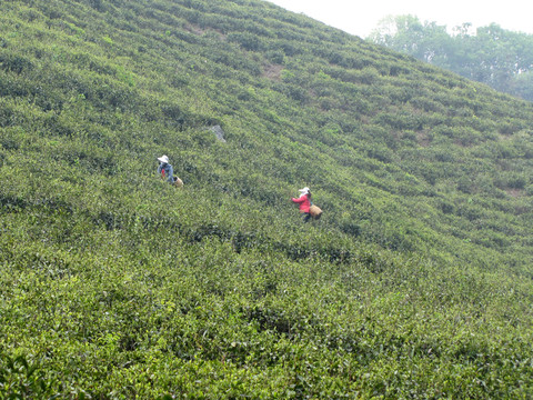 山坡茶園 采春茶