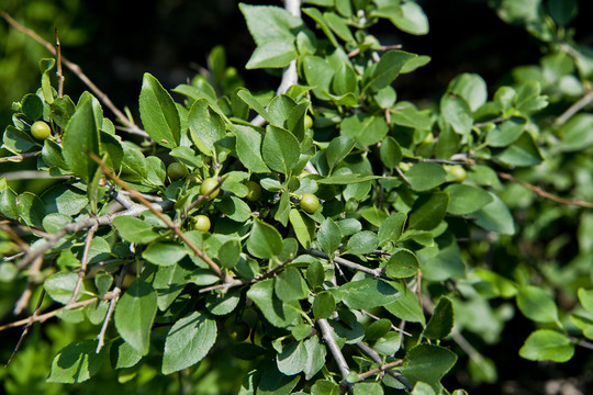 野山茶樹