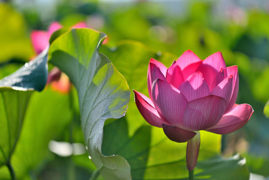 荷花 花卉