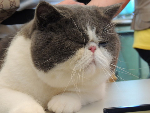 貓