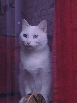 貓