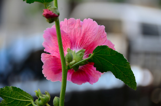 蜀葵