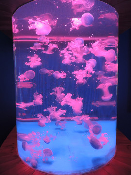 水母罐頭