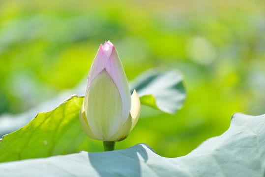 荷花