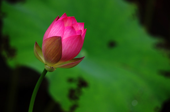 荷花