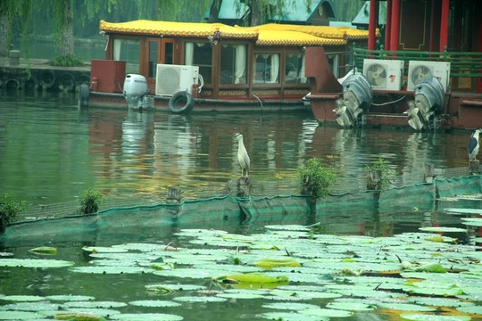 濟南大明湖公園荷花游船