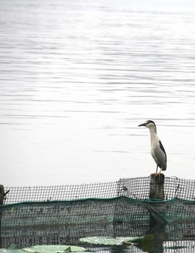 大明湖水鳥