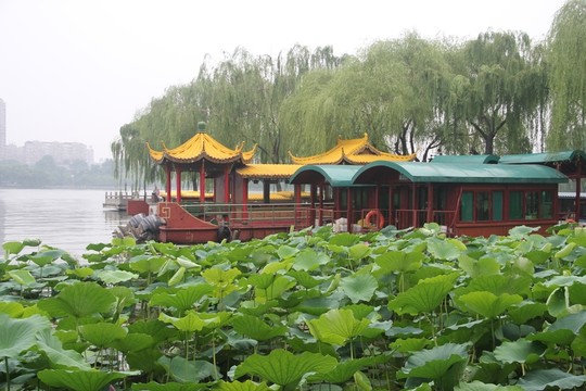 濟(jì)南大明湖公園荷花游船
