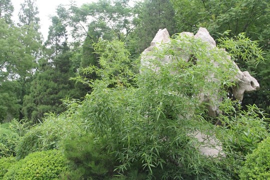 濟(jì)南五龍?zhí)豆珗@石竹圖