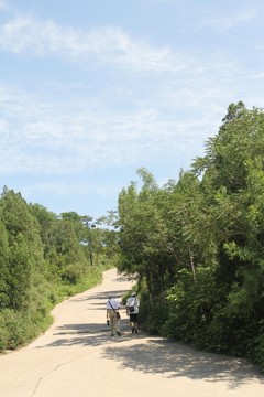 濟(jì)南千佛山林蔭道