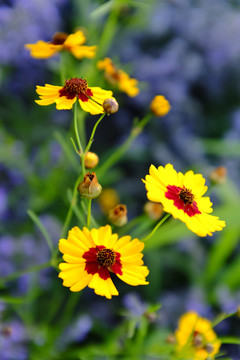 雪菊