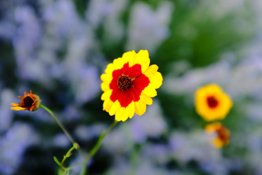 雪菊